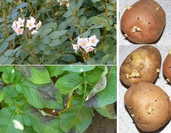 Фитофтора на картофеле - признаки заболевания и способы лечения