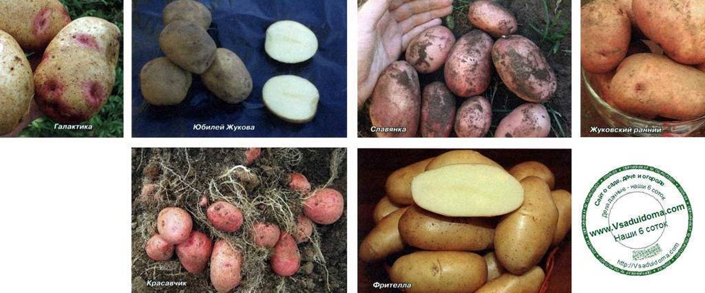 Описание и характеристики сорта картофеля любава