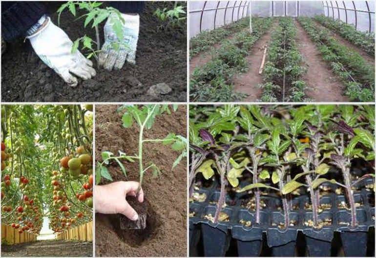 Как вырастить рассаду помидоров в домашних условиях? сроки.