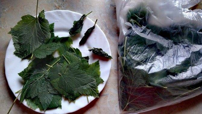 Ферментация листьев малины в домашних условиях: как ферментировать и сделать чай?