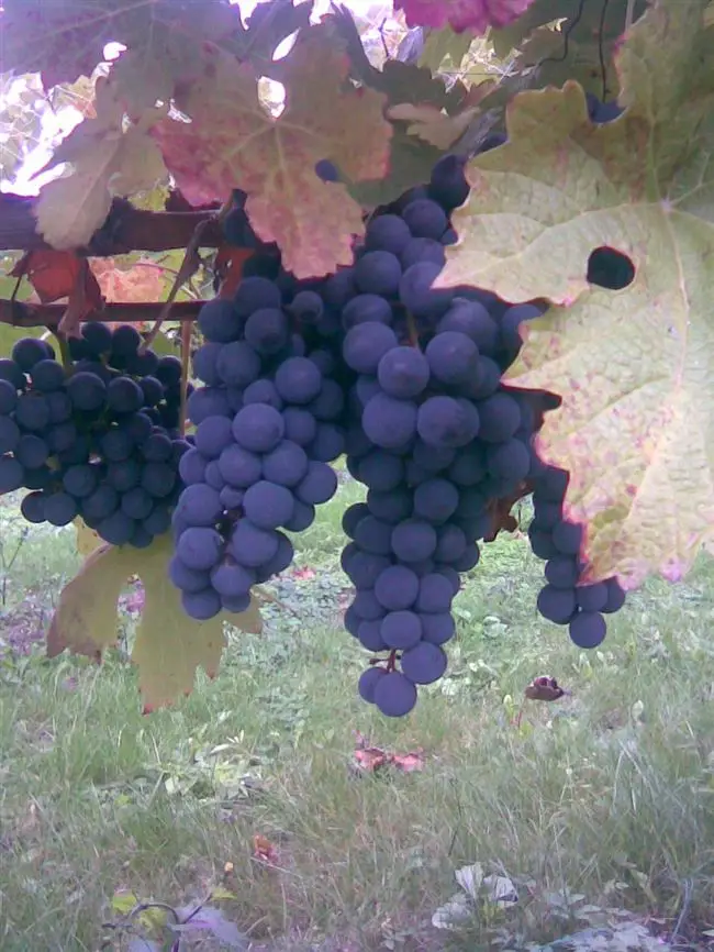 Ранний магарача виноград описание сорта фото