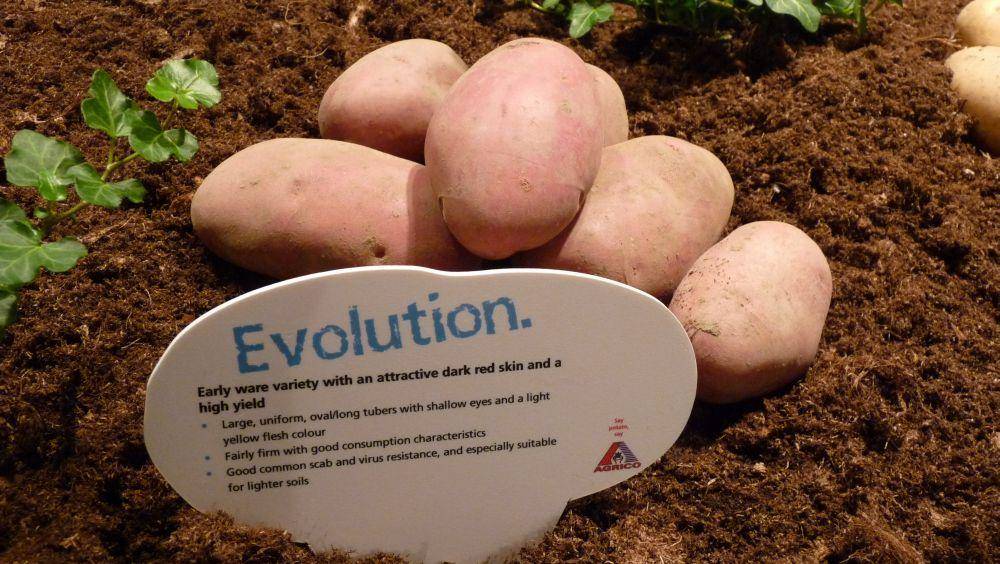 Картофель лабелла — характеристика и описание сорта, как выращивать