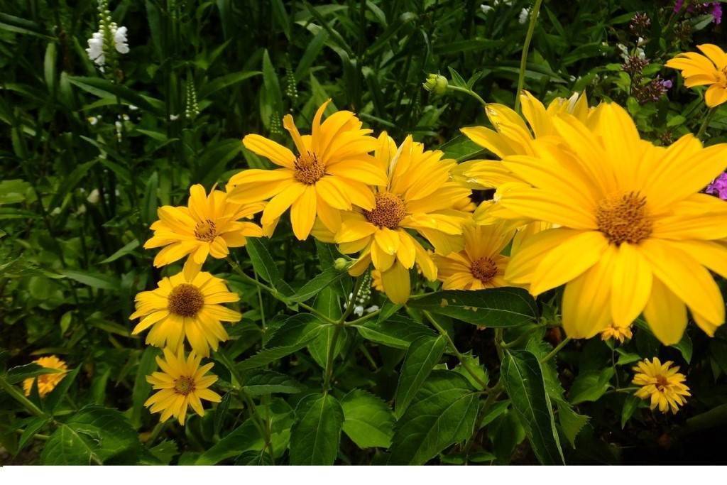 Цветок гелиопсис фото и описание