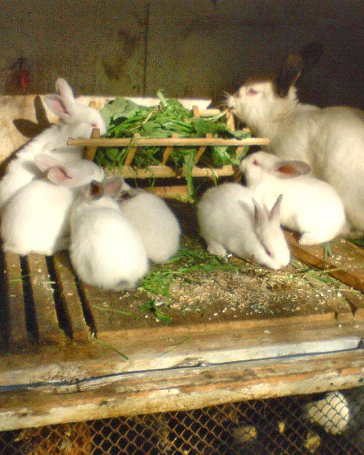 Крапива для кроликов: можно ли давать и как
крапива для кроликов: можно ли давать и как