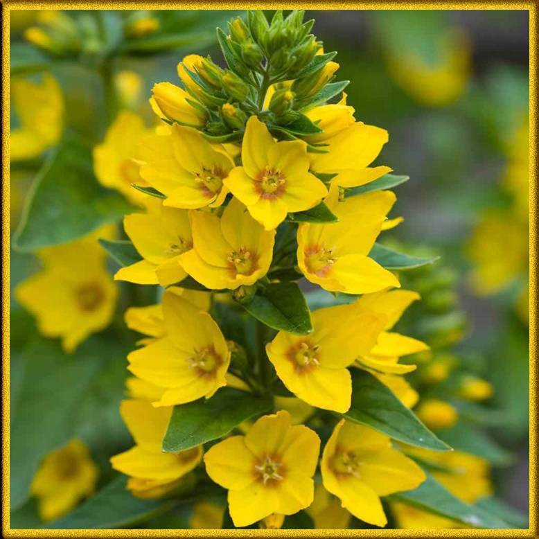 Желтые садовые цветы многолетние названия фото