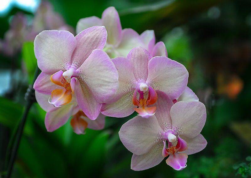 Орхидея кимоно: фото фаленопсиса, описание бутонов и характеристики растения, а также уход в домашних условиях