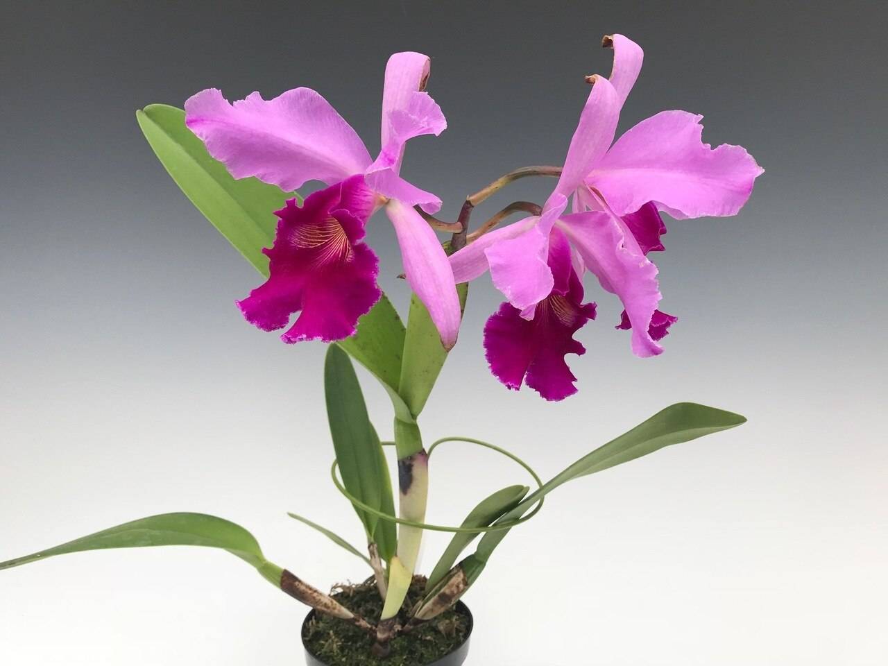 Орхидея каттлея - уход в домашних условиях. пересадка и размножение каттлеи.