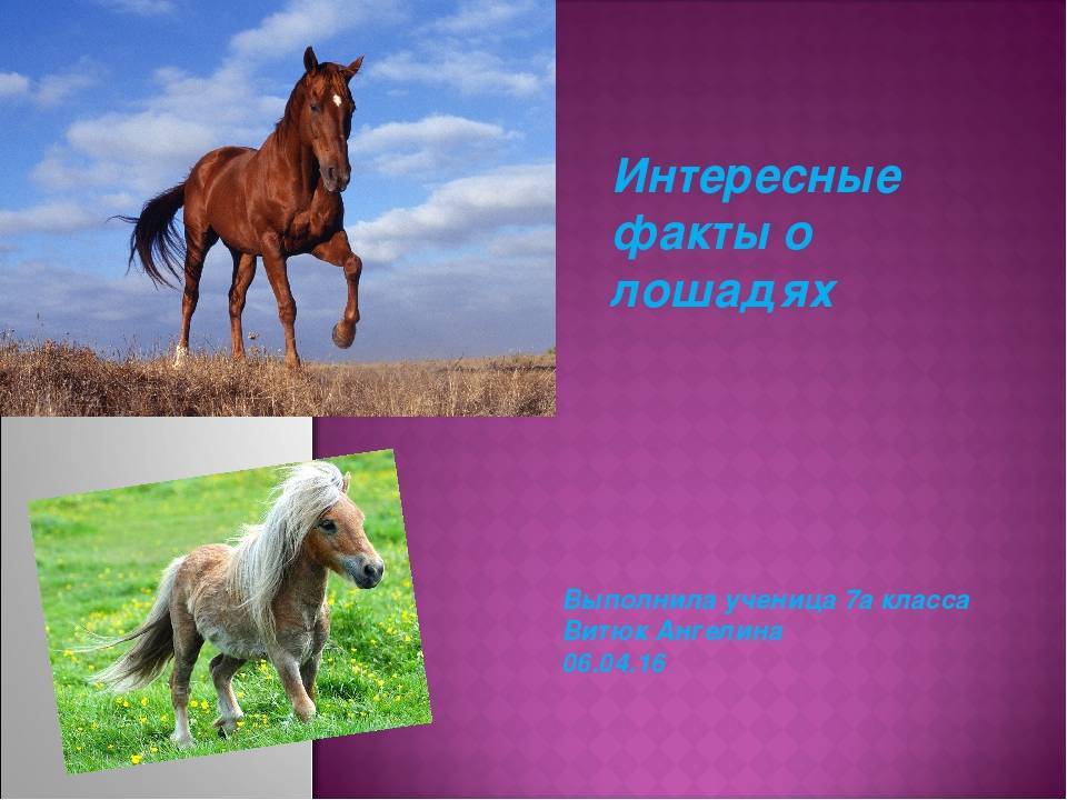 Все самое интересное о лошадях, необычные факты