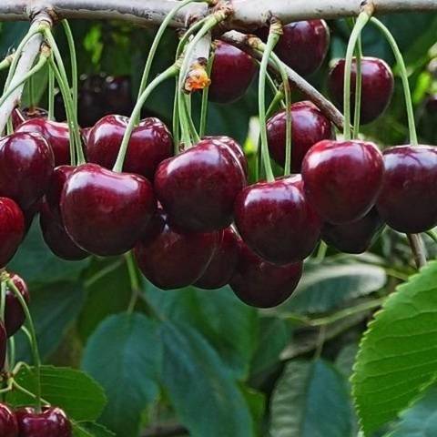 Сорт черешни любимица астахова