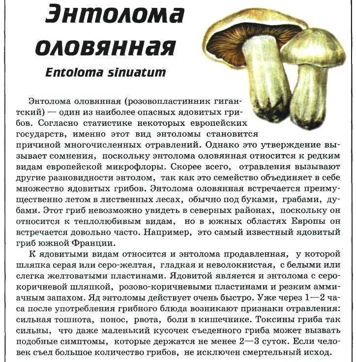 Самые ядовитые грибы в мире: описание и фотографии