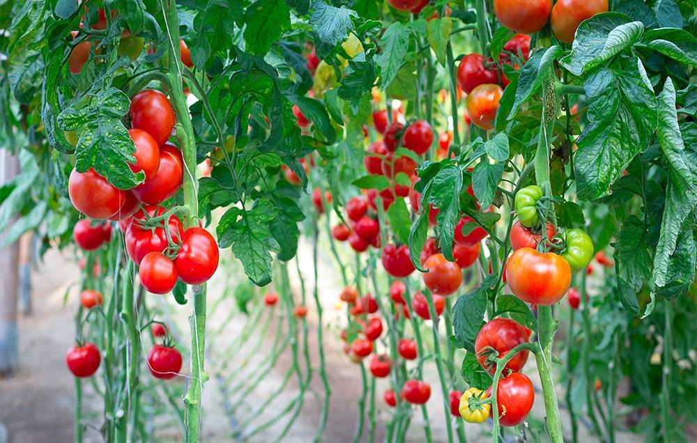 Помидоры выращивание и уход в открытом грунте, фото / сорта томатов для почвы в огороде, видео