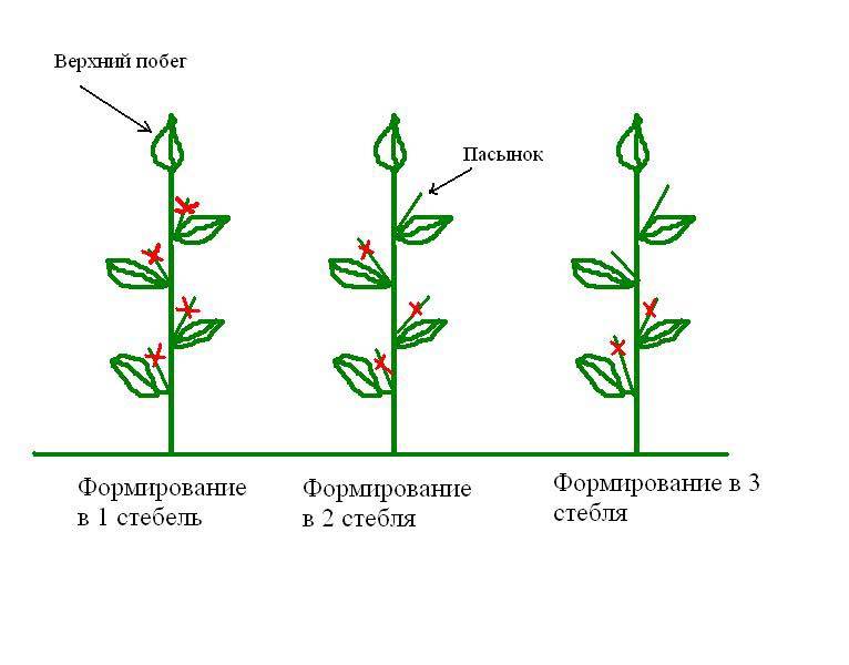 Коронный цветок у перца удаление схема