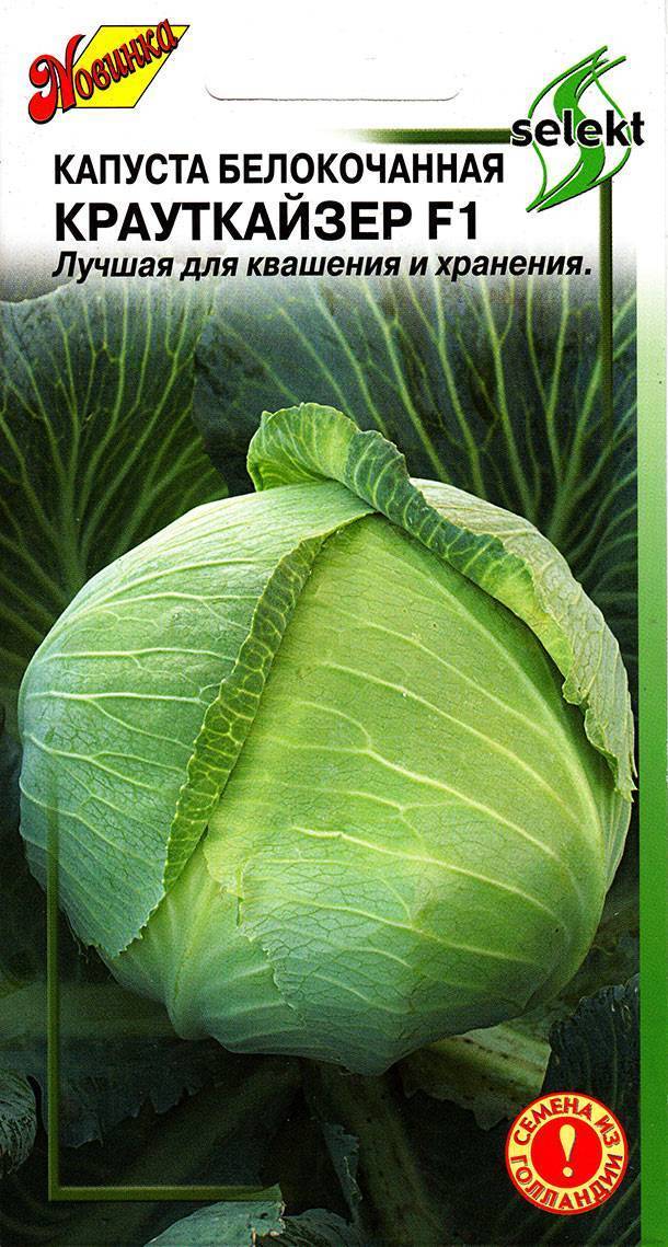 Капуста крауткайзер: описание гибрида, характеристики, инструкция по выращиванию из семян, фото урожая