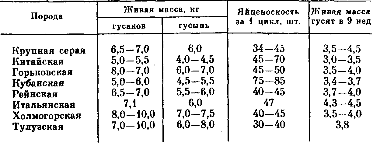 В каком возрасте гуси начинают нести яйца?