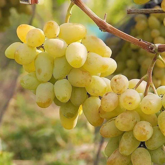 Виноград монарх – описание сорта, фото, отзывы, особенности выращивания