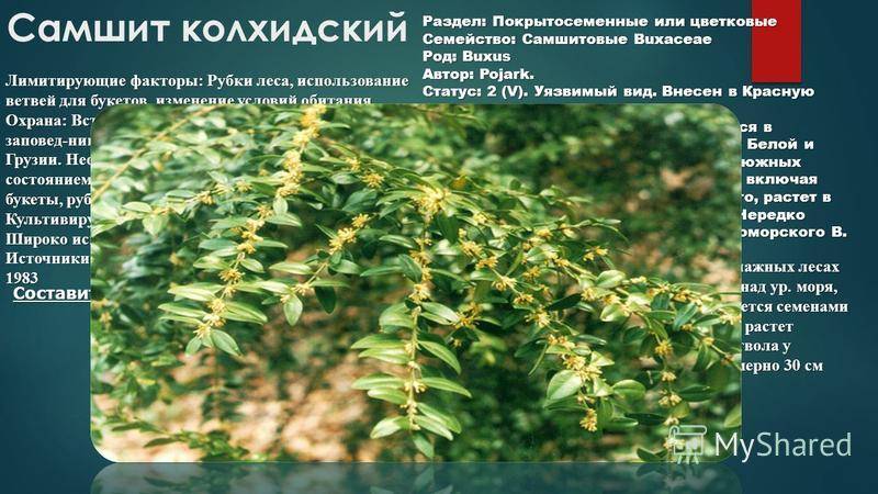 Самшит: посадка и уход в открытом грунте, размножение черенками, фото сортов дерева