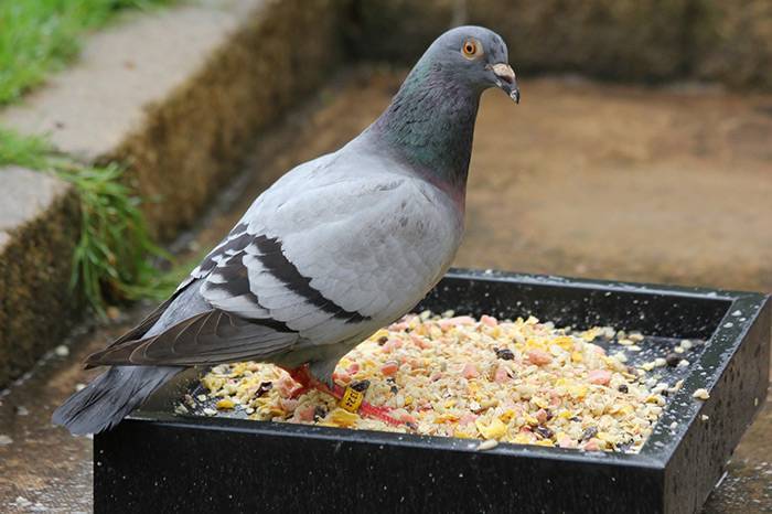 Чем кормить голубей в домашних условиях?