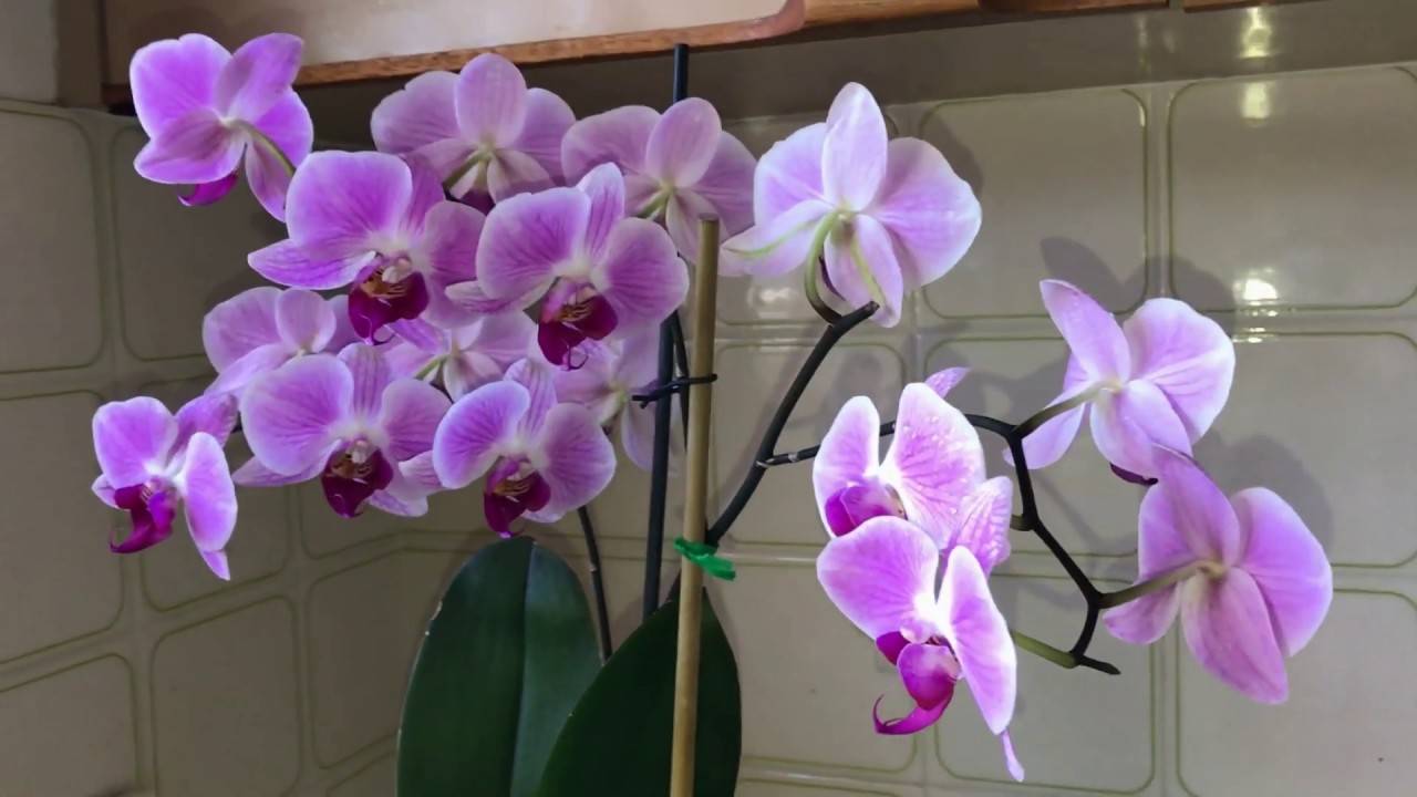Орхидея каода: описание, фото, сорта нового гибрида, а также особенности цветения, пересадки, размножения и правила ухода в домашних условиях