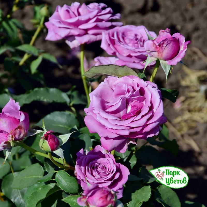 Чайно-гибридная роза Blue Perfume (Блю Парфюм): описание сорта, фото