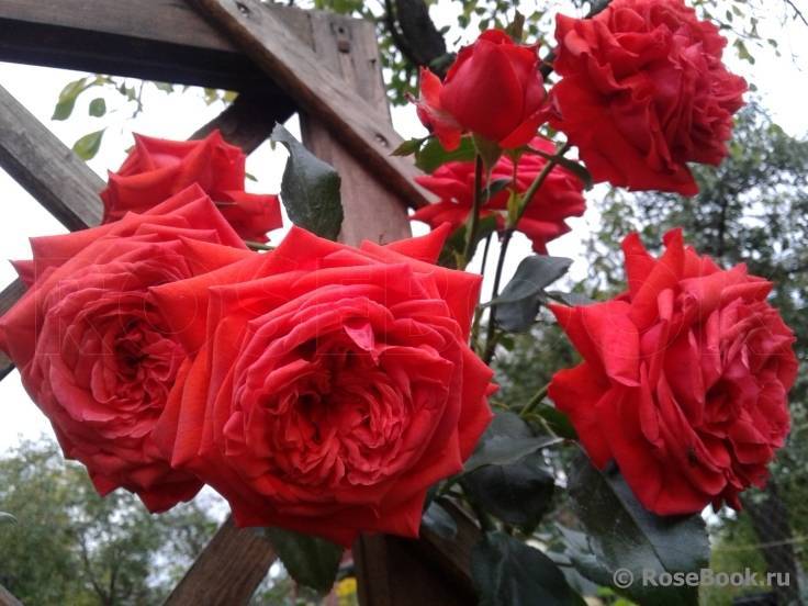 Плетистая роза salita (салита): фото и описание, отзывы