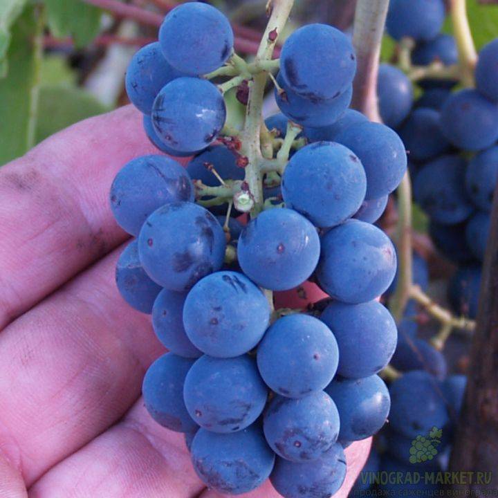Виноград алекса: описание сорта и характеристики, посадка и выращивание