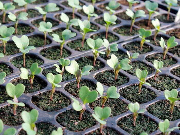 Как вырастить брокколи: посадка брокколи в открытый грунт