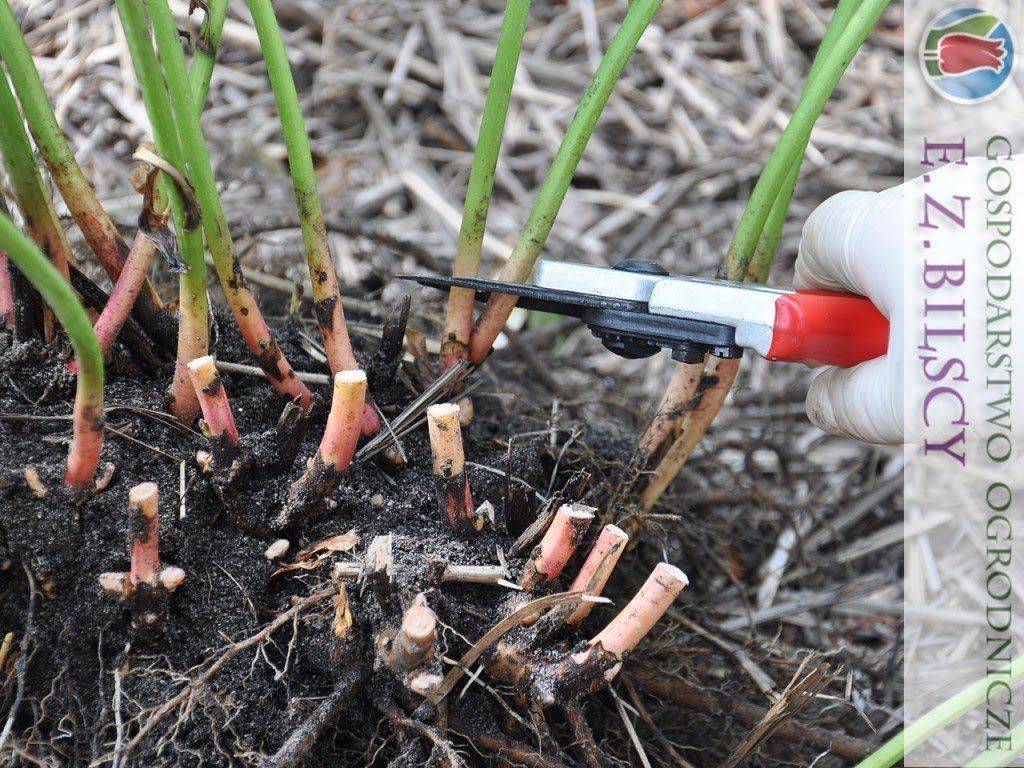 Размножение пионов: деление кустов, выращивание из семян, как рассадить и размножить растение корневыми черенками или стеблевыми отростками?