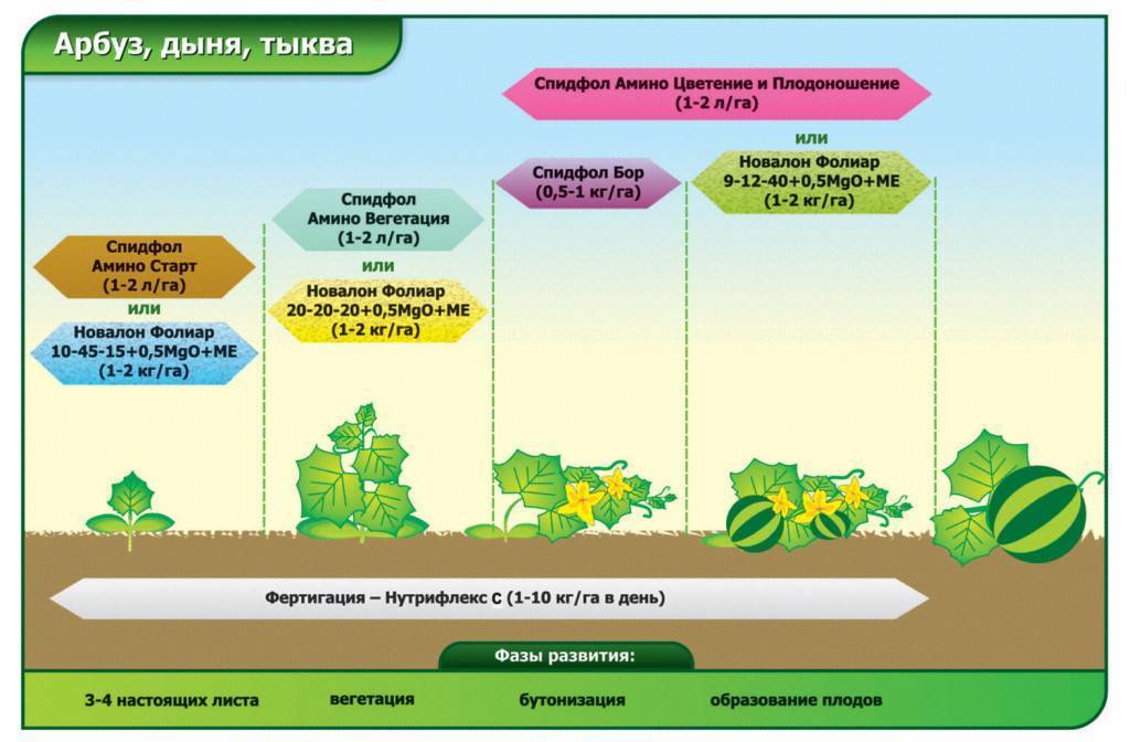 Схема кормления арбуза