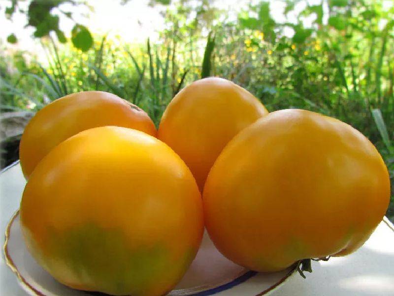 Новые сорта томатов сибирской селекции на 2021 год: наименования и характеристики помидоров, описание, фото