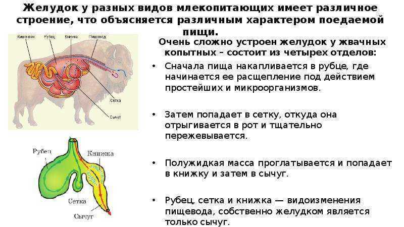 В желудке и кишечнике жвачных млекопитающих. Желудок коровы функции отделов. Строение пищеварительной системы жвачных животных. Пищеварительная система жвачных корова. Функции отделов желудка жвачных животных.