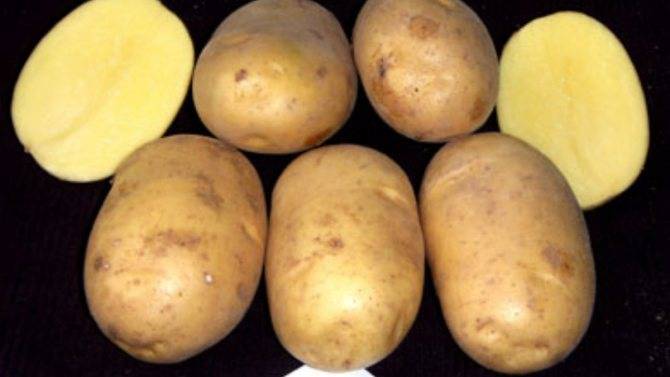 Описание сорта картофеля ирбитский