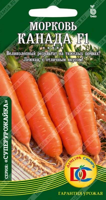 Описание и характеристика моркови канада – высокоурожайного и неприхотливого в выращивании сорта