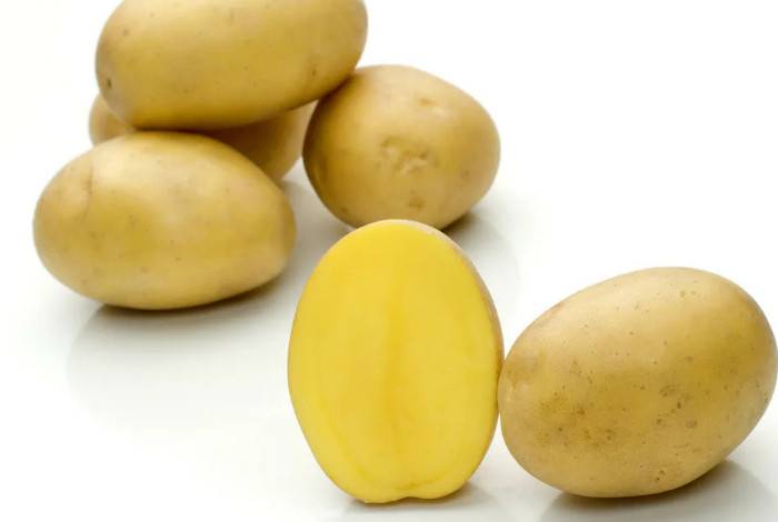 Картофель зекура: история селекции и характеристика сорта, выращивание и уход