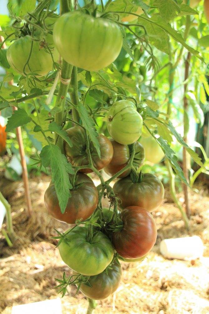 Томат крымский черный: характеристика и описание сорта, отзывы об урожайности, фото помидоров