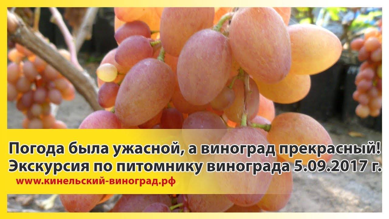 Кинельский виноградный питомник. выращивание кинельского винограда. сортовые признаки и плоды