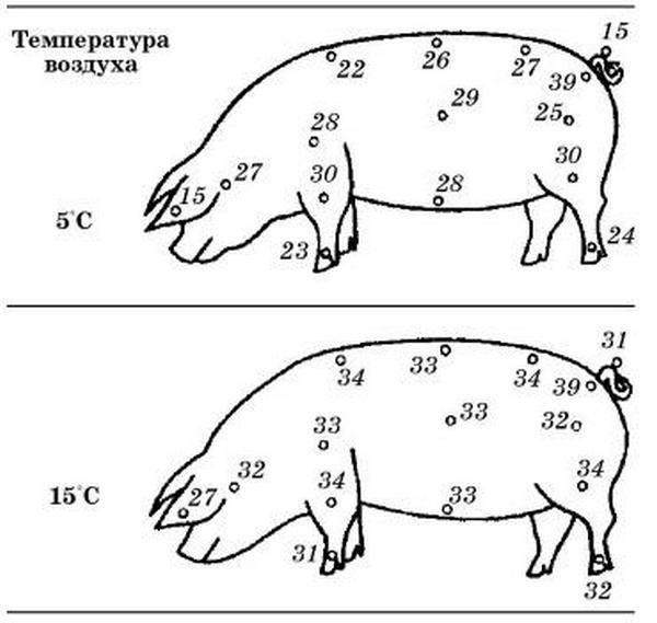 Аскаридоз свиней - симптомы, диагностика и лечение