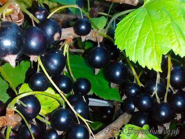 Смородина черный жемчуг: описание сорта черной смородины, выращивание - посадка и уход