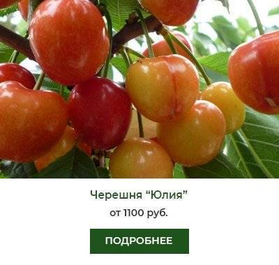 ✅ черешня юлия описание сорта опылители - cvetochki-rostov-na-donu.ru