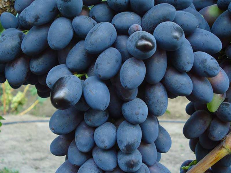 Сорт винограда молдова — изысканный вкус для любого стола