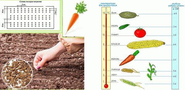 Посадка и посев моркови весной, когда сеять и как сажать правильно