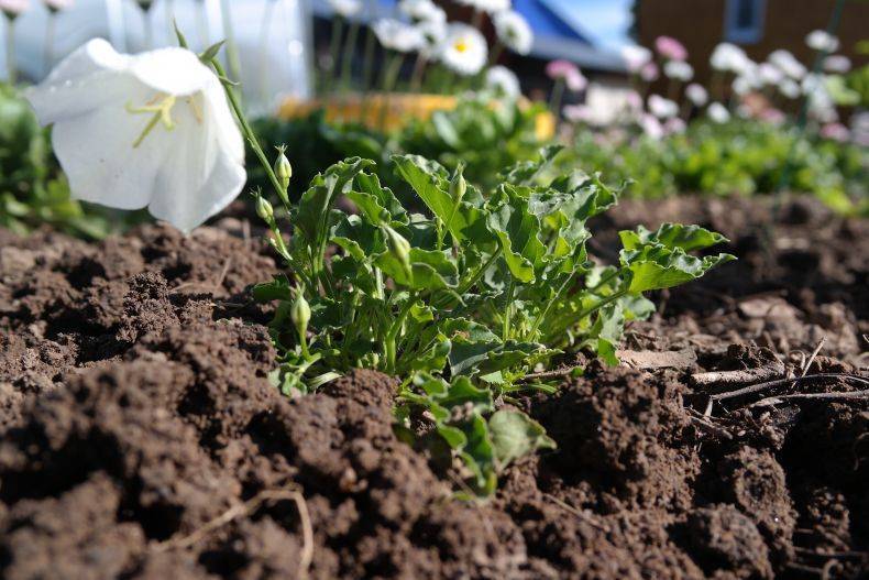 Колокольчики: выращивание из семян, посев, как сажать и ухаживать