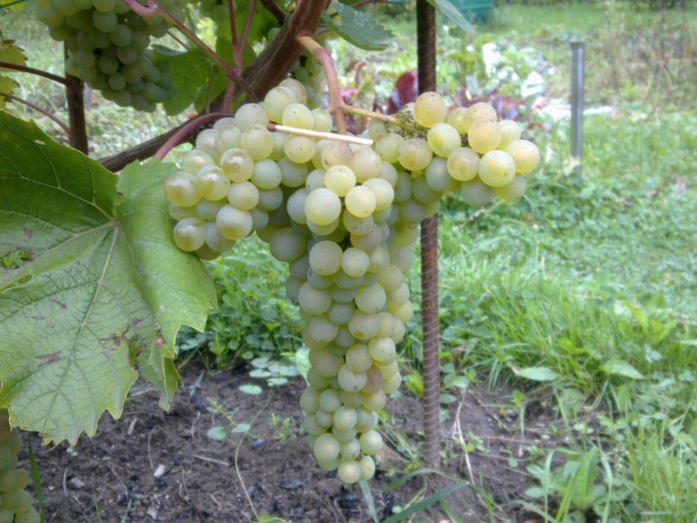 Описание и достоинства винограда сорта кристалл особенности посадки и ухода
