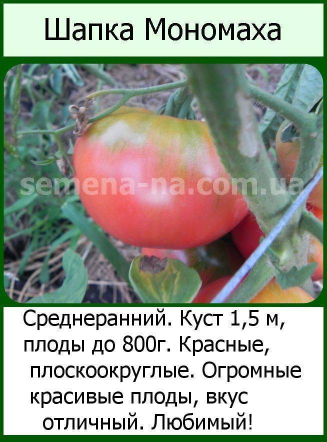 Шапка мономаха – русский томат. особенности выращивания культуры, описание плодов