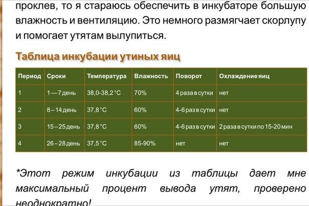 Инкубация утиных яиц