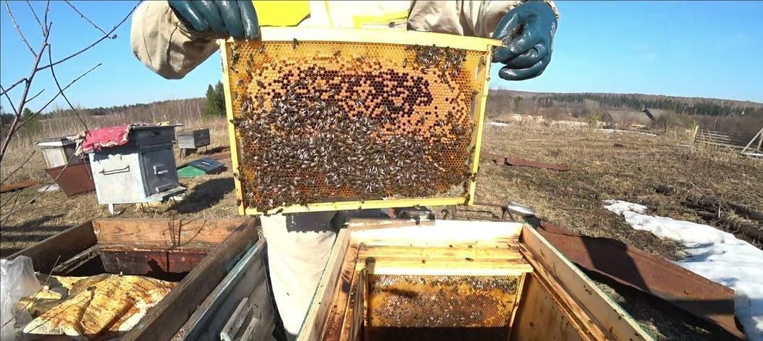 Весенние работы на пасеке: пересадка пчёл | пчеловодство | пчеловод.ком