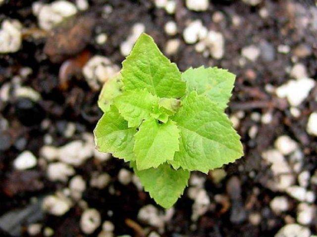 Можно ли платикодон выращивать как комнатное растение - сад и огород
