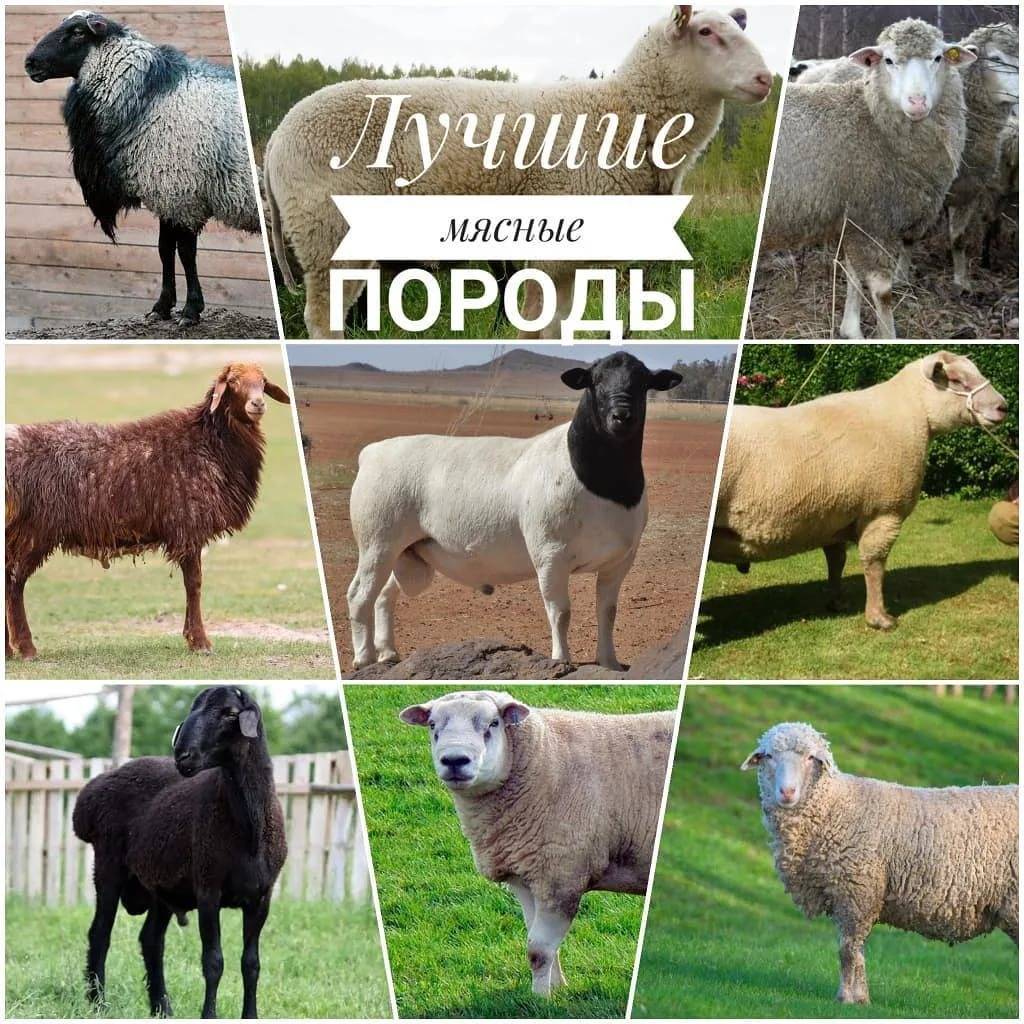 Бараны и овцы романовской породы — описание, характеристика, условия содержания. | cельхозпортал