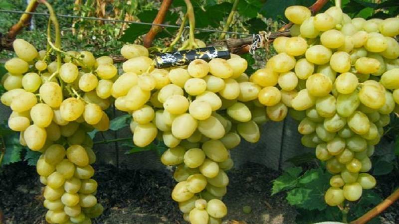 Описание сортов винограда для краснодара