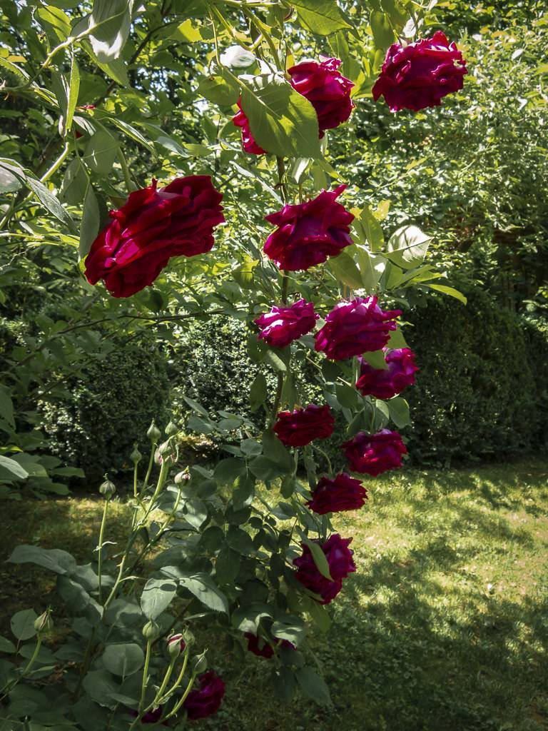 Плетистая роза «эльф»: описание сорта, фото и отзыв