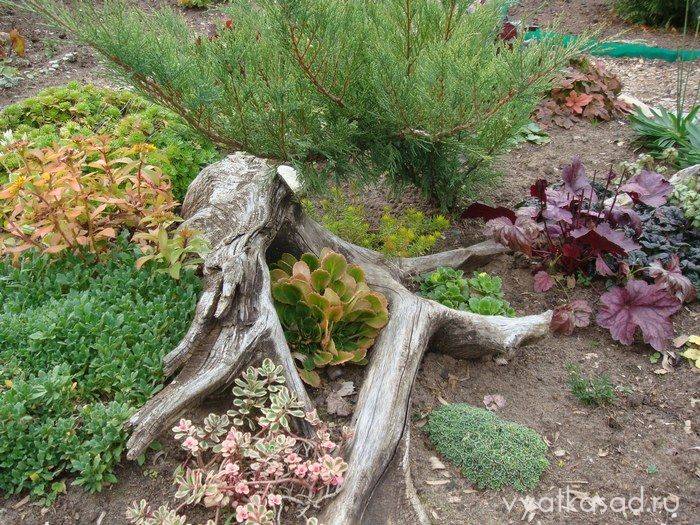 Обрезка можжевельника: способы создания живой скульптуры в саду